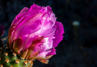 Desert Flower