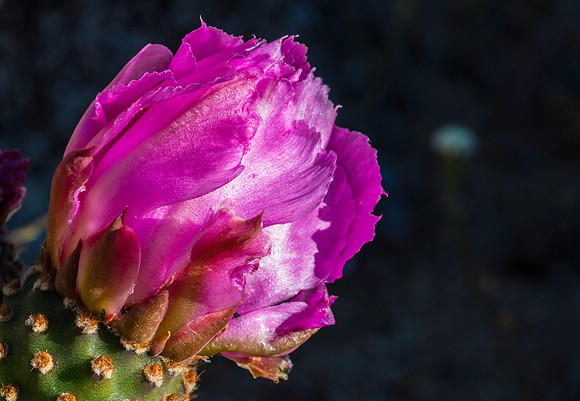 Desert Flower