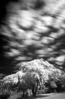 Clouds and Trees