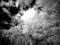 Clouds in the Trees