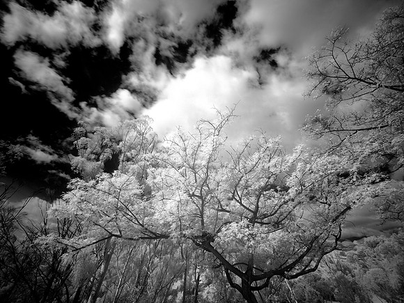 Clouds in the Trees