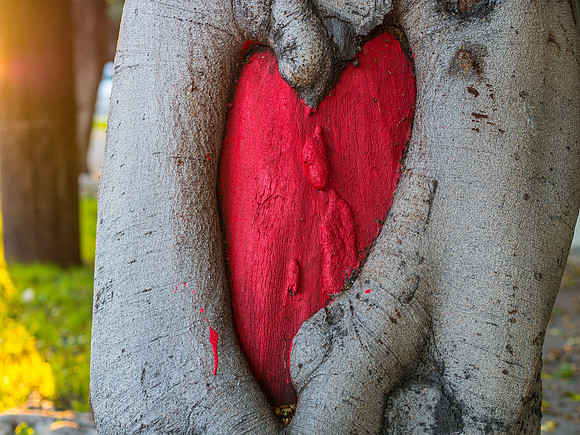 Heart of the Tree