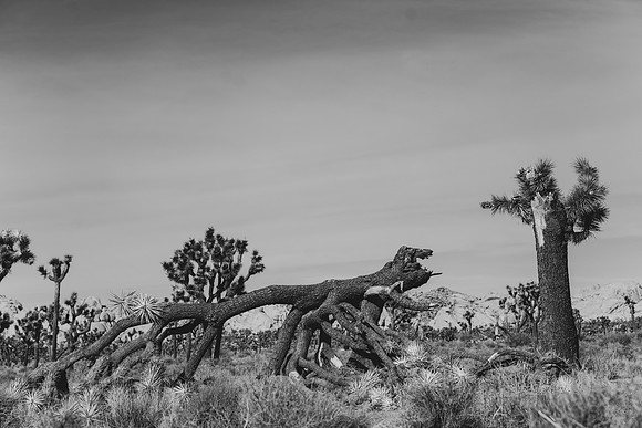 Monster from a dead Joshua Tree