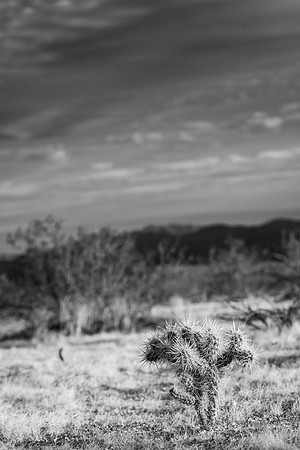Small Cactus #2