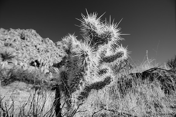 Small Cactus #3