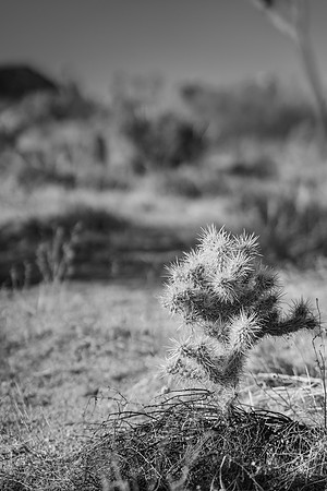 Small Cactus #1