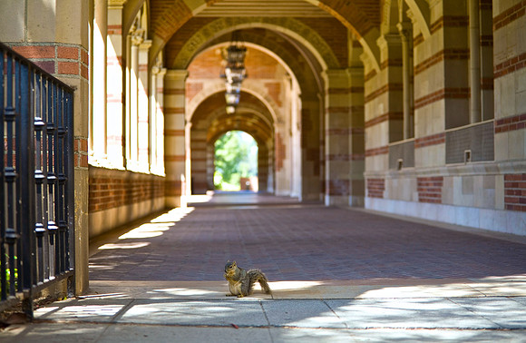 UCLA