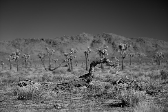 Spirit of a Serpent Rising From a dead Tree