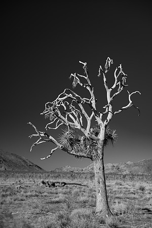 Joshua Tree #2