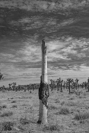 Joshua Tree #3