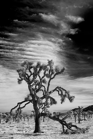 Joshua Tree #1